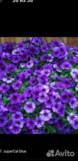 Продаю черенки петуньи, калиброхоа и тд