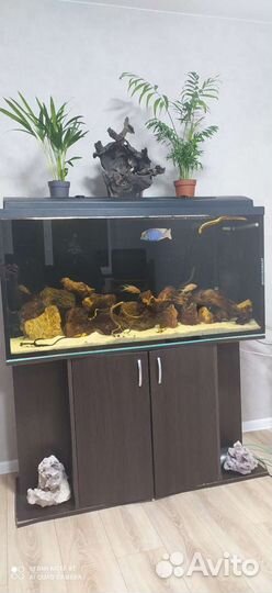Аквариум с тумбой б/у