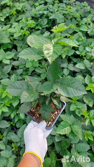 Саженцы ежевики Блэк Джем