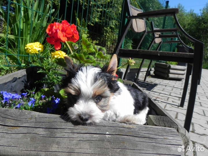 Мальчики Бивер и Девочки Бивер