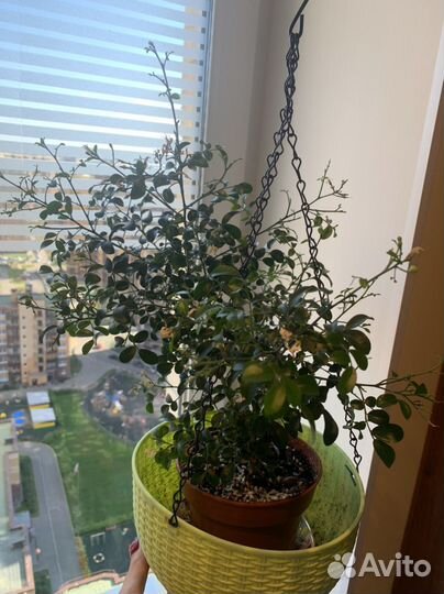 Мурайя мин-а-мин взрослое растение