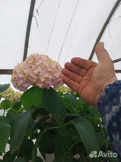 Цветы гортензия, Букет Роуз цветущие