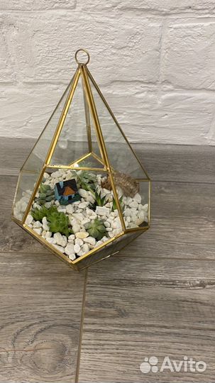 Флорариум, цветы, цветы для флорариума, подарок