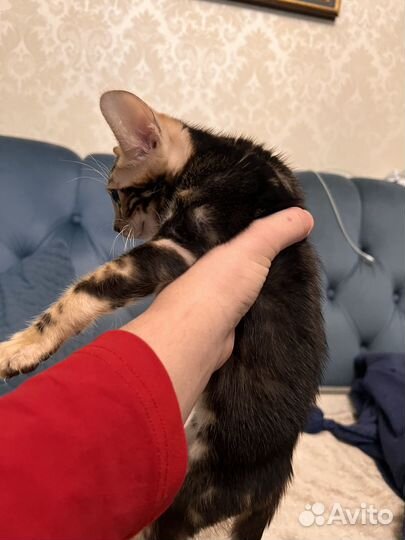 Бенгальская