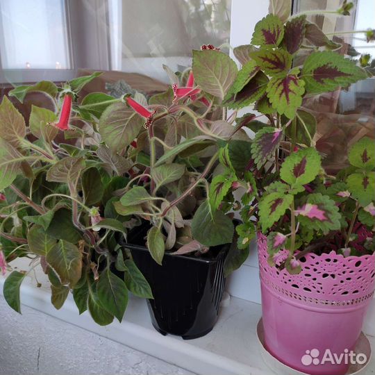 Фикус, драцена, колерия(бархатные колокольчики)ф