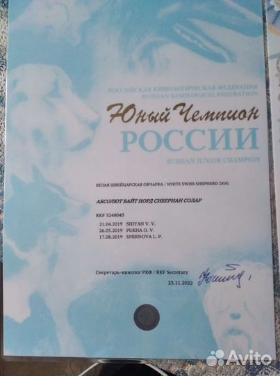 Кобель бшо вязка