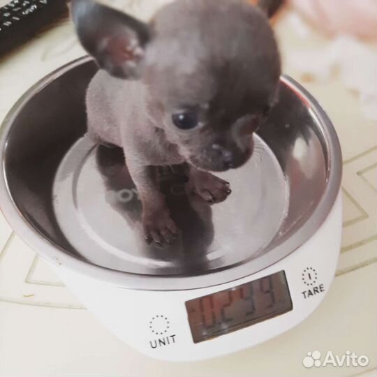 Микро девочка голубого окраса