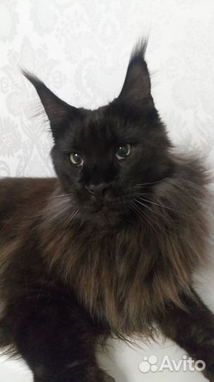 Усы кота мейн куна