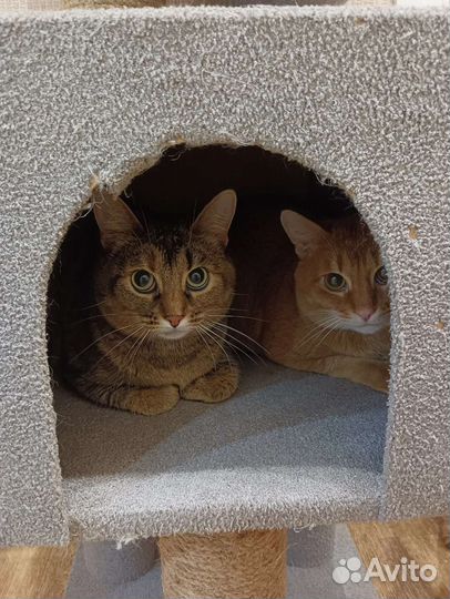 Передержка животных, зоогостиница, выезд на дом