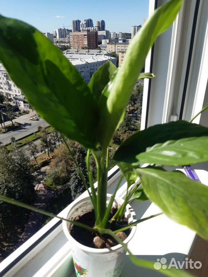 Спатифиллум (женское счастье)