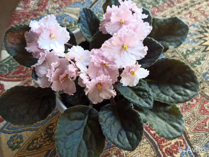 Фиалка в горшках