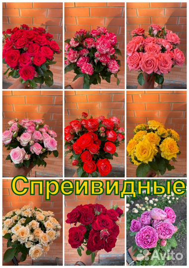 Саженцы роз