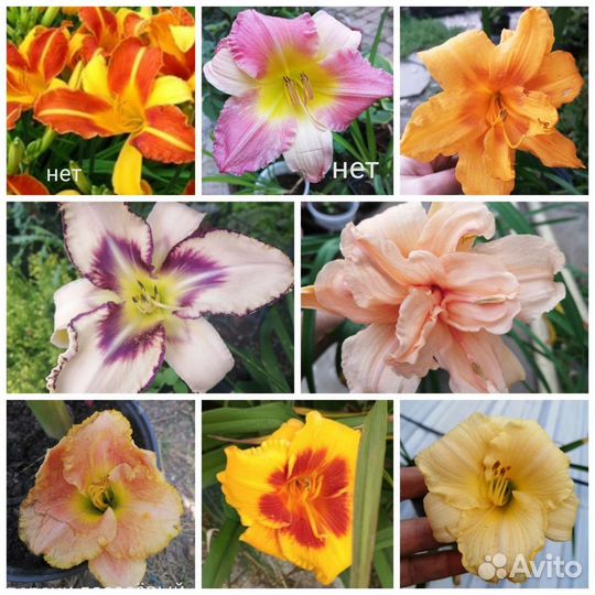 Лилейники, лилии