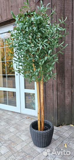 Декоративное дерево Олива 170 см