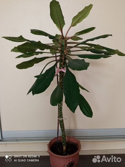 Цветы комнатные