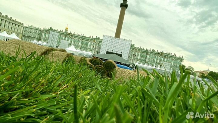 Рулонный газон 