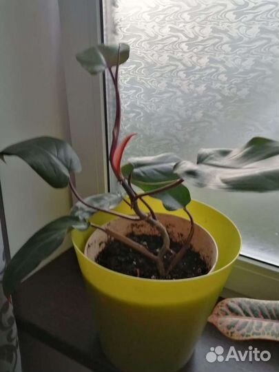 Филодендрон плющевидный краснеющий Red Emerald