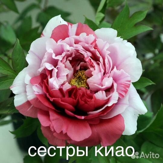 Древовидные Пионы
