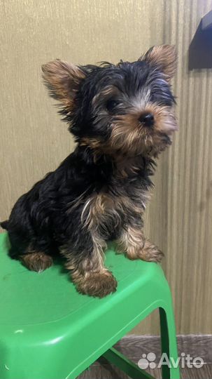 Йоркширский терьер мини, беби фейс, девочка