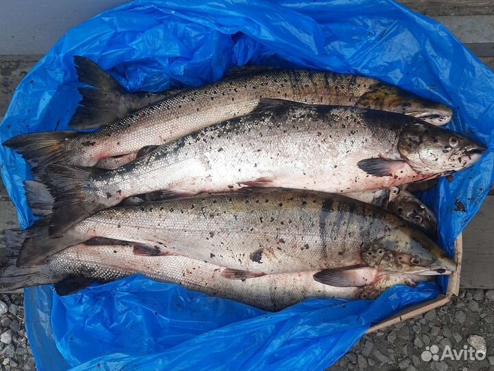 Сёмга дичка свежая