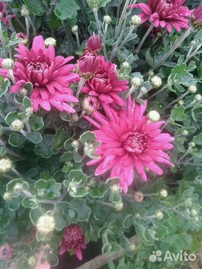 Хризантемы сортовые