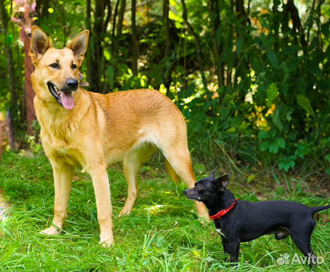 Маша хочет быть вашей