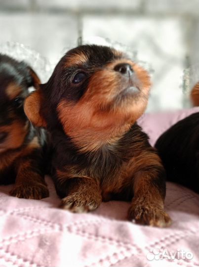 Йоркширский терьер РКФ