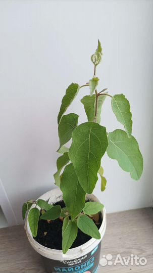 Эвкалипт саженец