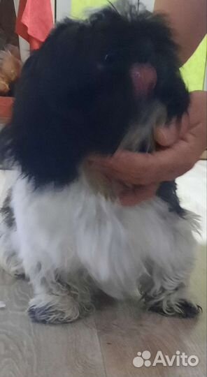 Шит цу вязка