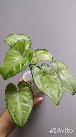 Пилея, бегония, сингониум, фиттония