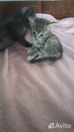 Отдам в добрые руки