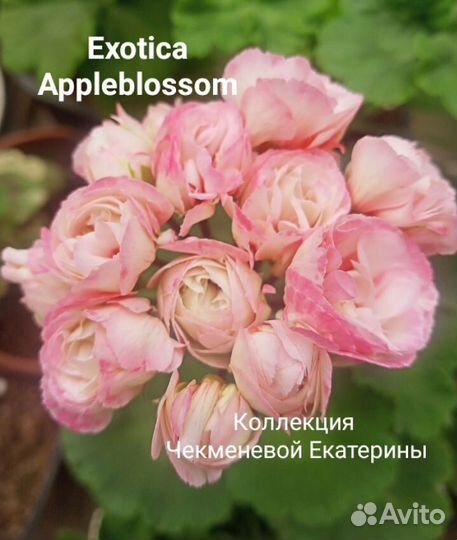 Черенки пеларгоний и фуксий на срез