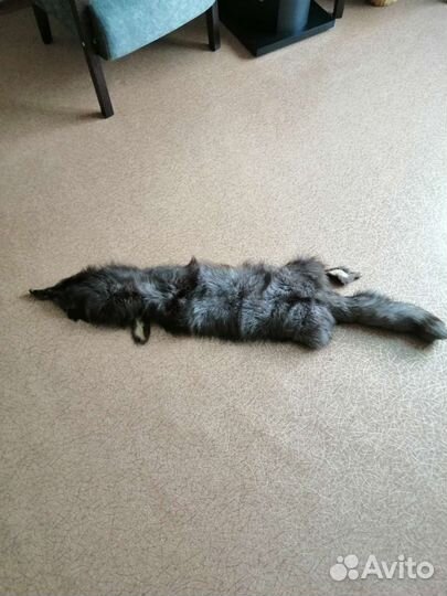 Шкурка животного