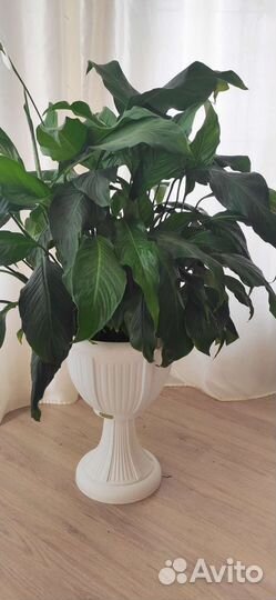 Спатифиллум