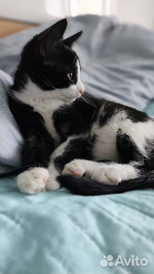 Отдам котёнка