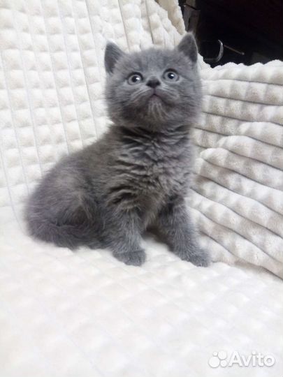 Британские котята