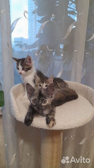 Отдам котят