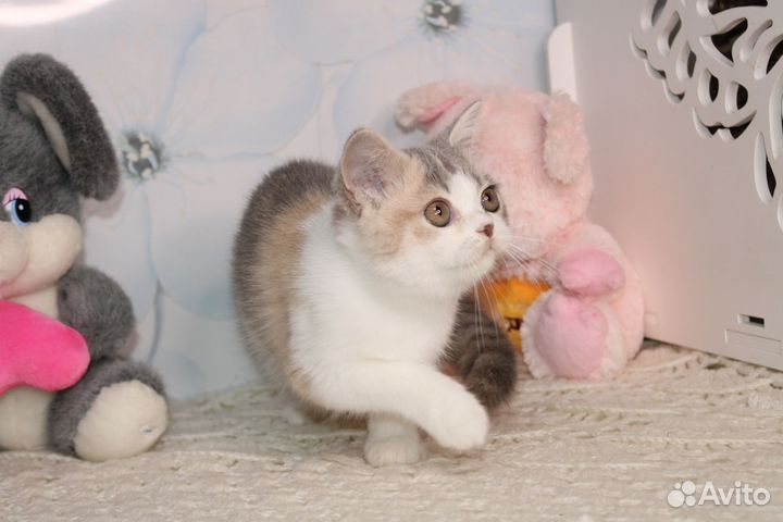 Британская черепашка