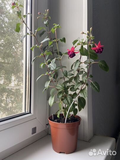 Фуксия General Monk Rot-Blau