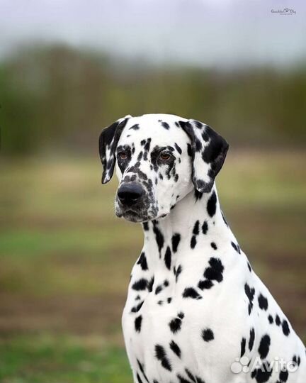 Далматин (вязка)