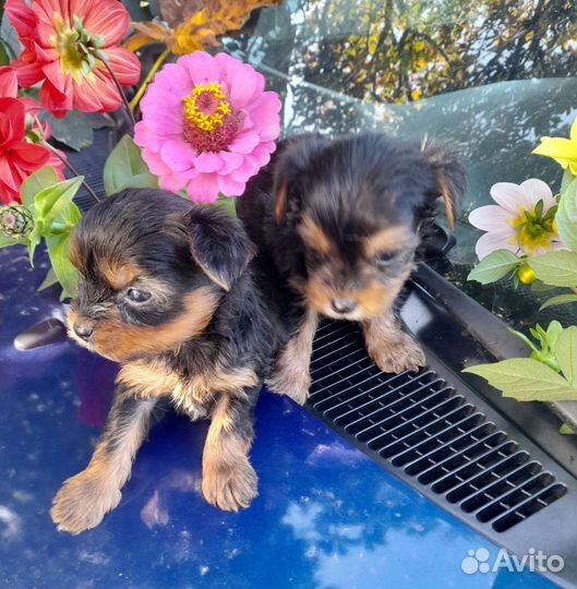 Мальчики йорки