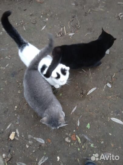 Отдать в добрые руки