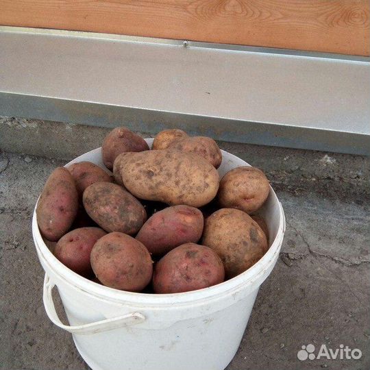 Вкусная домашняя картошка