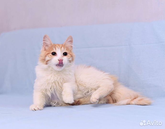 Кошка Катя рыже-белая пушистая в дар