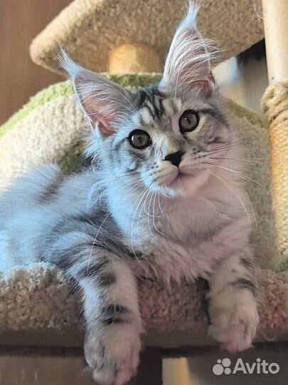 Котята мейн-кун