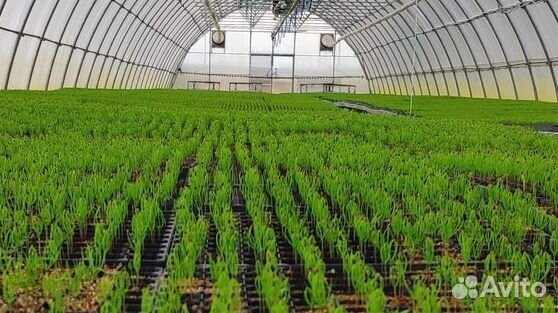Саженцы плодовых и декоративных растений оптом