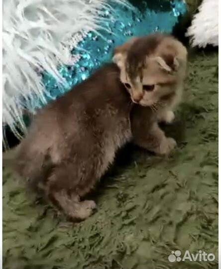 Шатланский вислоухие и прямоухие котята