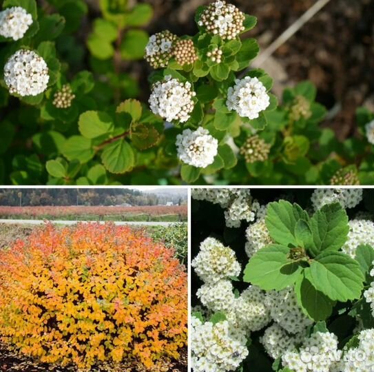 Саженцы спиреи и стефандры