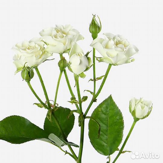 Роза Сноуфлейк (50 см.) Россия