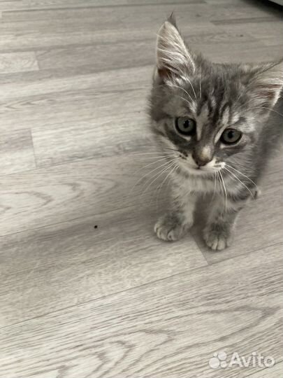 Кошка в дар